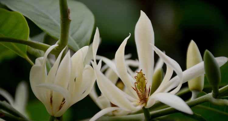 白兰种植技巧与注意事项（掌握白兰的种植方法，让花园更美丽）