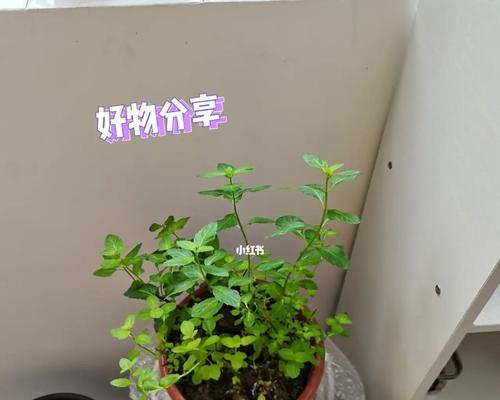 盆栽薄荷的养殖方法（如何让你的盆栽薄荷长得更好）