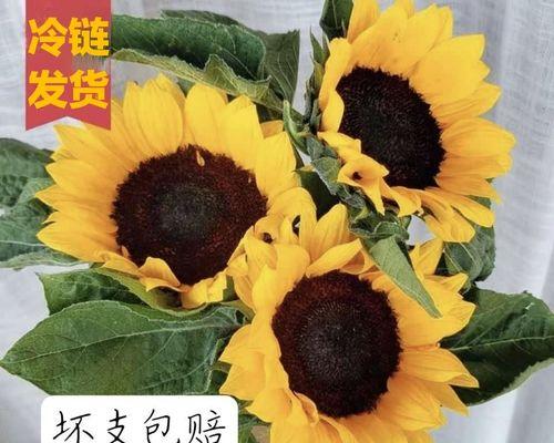 向日葵花期大揭秘（探究向日葵开花的时间以及养护技巧）