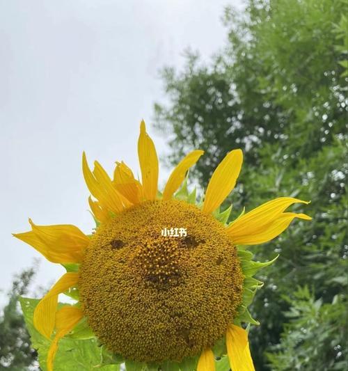 向日葵花期大揭秘（探究向日葵开花的时间以及养护技巧）