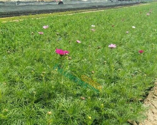 波斯菊的种植方法（从选地到开花，让波斯菊成为你的花园新宠）