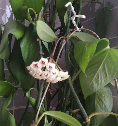如何养护球兰花（让您的球兰花更加美丽健康）