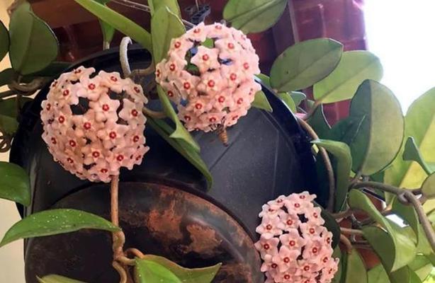 如何养护球兰花（让您的球兰花更加美丽健康）