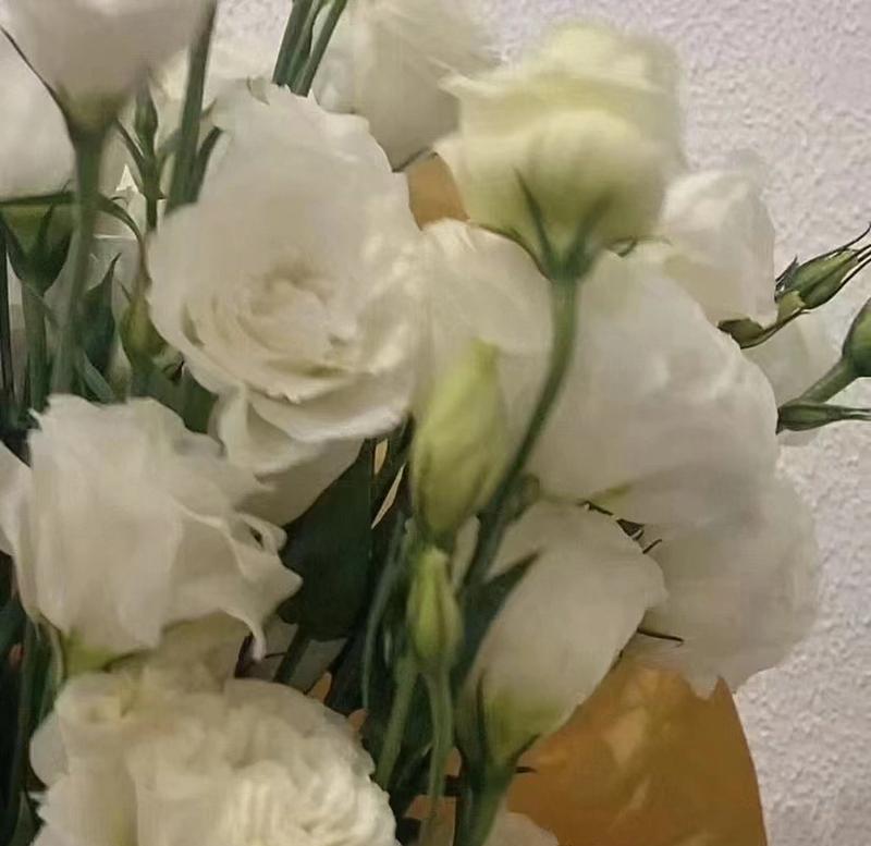 桔梗花语与寓意（探寻桔梗的花语与象征意义，解读其美丽背后的涵义）