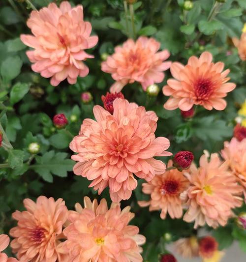 菊花的寓意与象征风水——揭开自然之美的秘密（探索菊花的寓意与象征，了解其在风水中的重要地位）