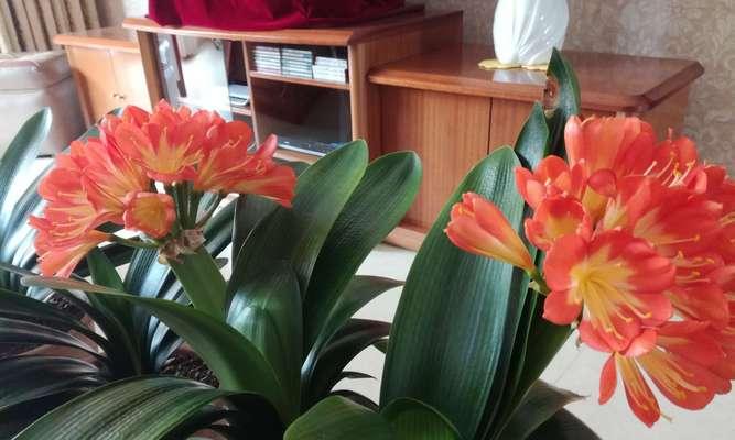 君子兰开花（预示着繁荣昌盛和吉祥如意的美丽花朵）