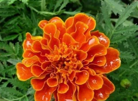 孔雀草的花语与寓意（探寻孔雀草的花语，了解其隐含的内涵）