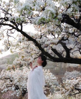以梨花代表的人——纯洁、坚强与自立