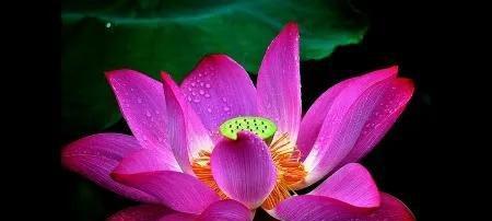 莲花的寓意和象征风水（探寻莲花在风水学中的深层意义）