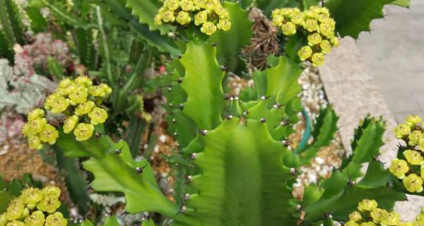 龙骨花风水（发现龙骨花的神秘力量——花卉风水解读）