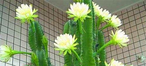 龙骨花风水（发现龙骨花的神秘力量——花卉风水解读）