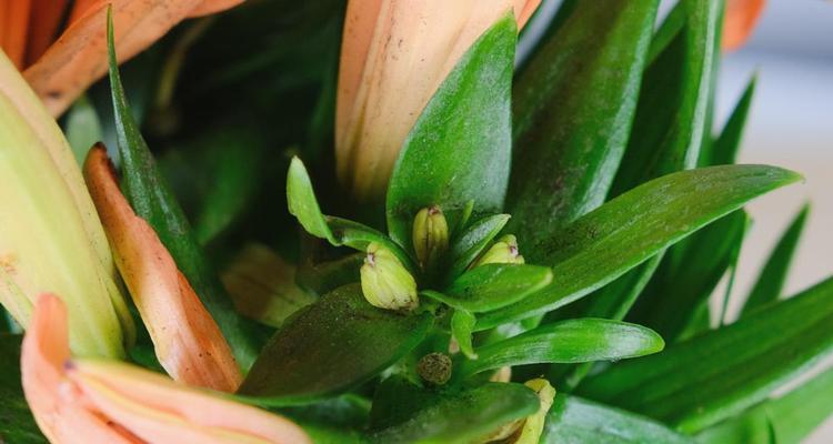 长春市花君子兰的花语寓意（揭示长春市花君子兰的象征意义和文化价值）