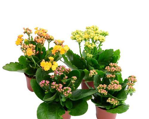 长寿花（寓意与象征的花海中漫步）