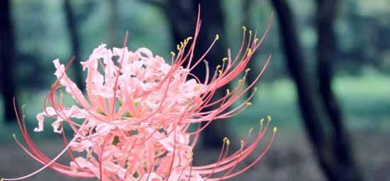 曼珠沙华花语之色彩缤纷（探秘曼珠沙华的花色意义与情感表达）