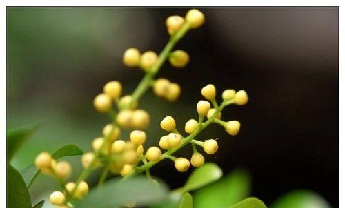 米兰花语之意义与象征（探秘米兰花语的深层寓意）