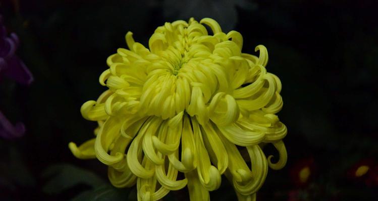 南通市的市花-菊花，象征与意义（揭秘南通市花菊花的文化内涵与社会意义）