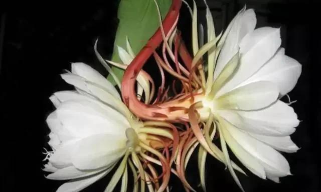 女雏会开花吗？——探究开花的花语与寓意（绽放梦想的力量——女雏开花的奇迹）