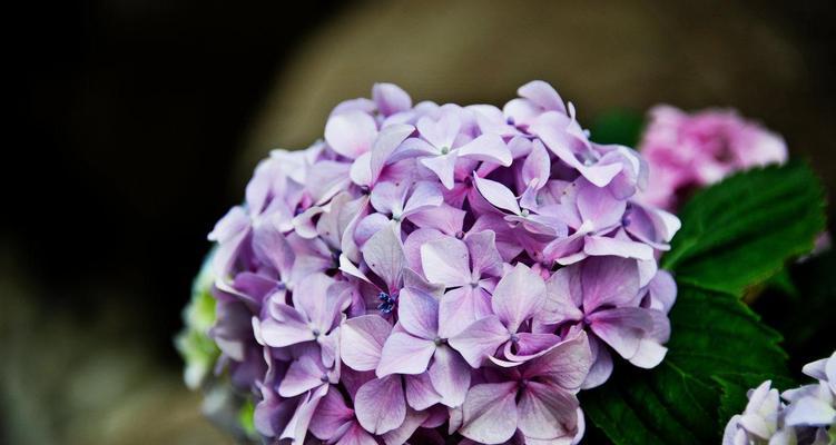 葡萄的花语与寓意（探寻葡萄的神秘之美）