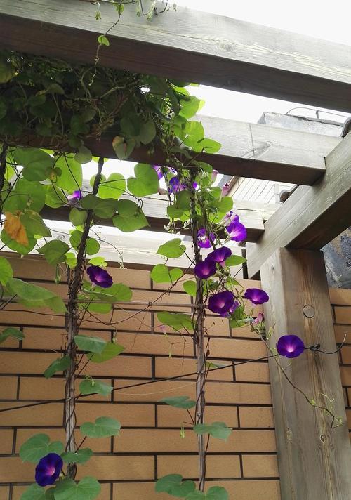 牵牛花的花语及象征意义（探索牵牛花的美丽与神秘之处）