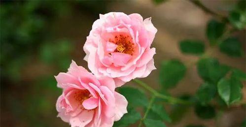 白蔷薇的花语与寓意（纯洁与无暇的象征——白蔷薇）