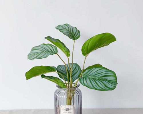 青苹果花的寓意与象征（生命之源与纯洁之美）