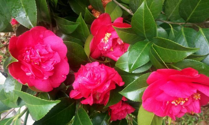山茶花的象征意义——花开寓意的内涵
