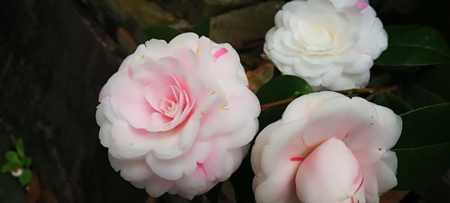 山茶花的花语和象征意义（揭示山茶花的深意与生命哲理）