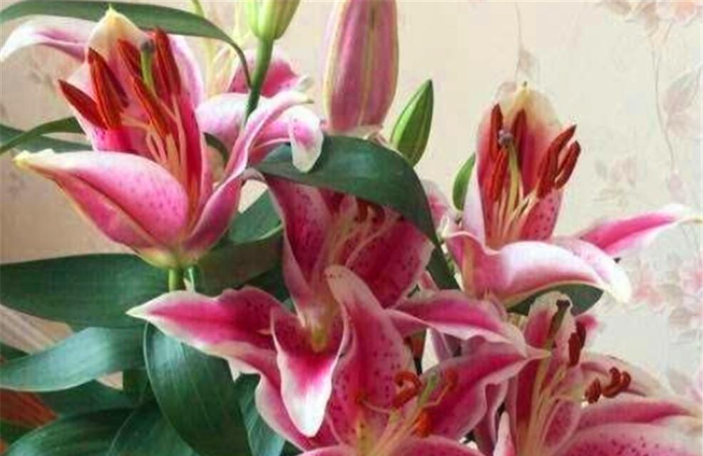 百合开花时间解析（探究百合开花的季节和条件）