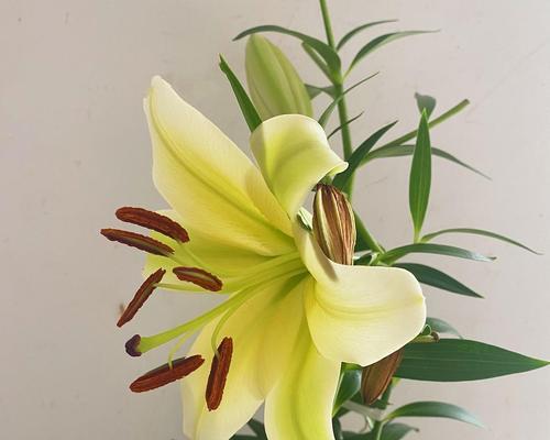 百合开花时间解析（探究百合开花的季节和条件）