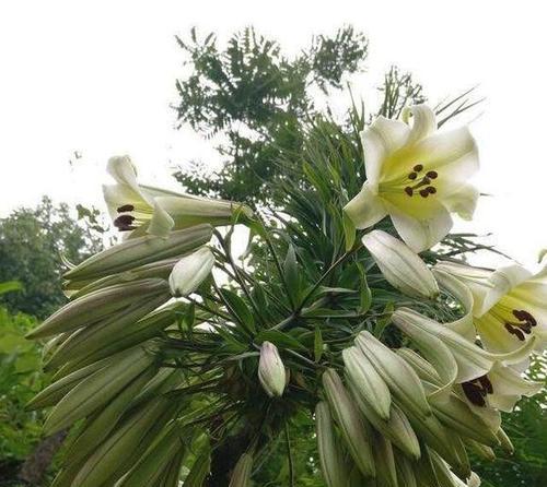 百合开花时间解析（探究百合开花的季节和条件）
