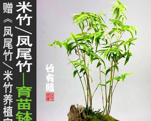 竹子盆栽品种详解（探寻竹子盆栽的多彩世界）