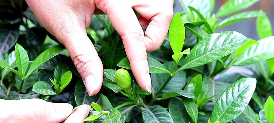 夏季枙子花的养护全攻略（科学养护方法，让你的枙子花茂盛生长）