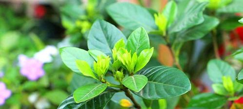 夏季枙子花的养护全攻略（科学养护方法，让你的枙子花茂盛生长）