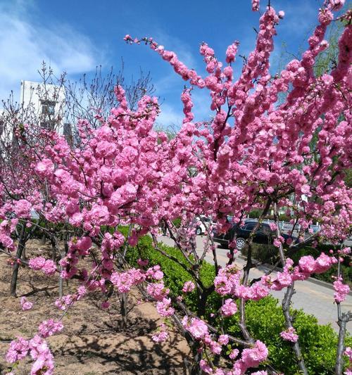 榆叶梅的开花和结果时间（了解榆叶梅开花结果时间，让你更好的照顾它）