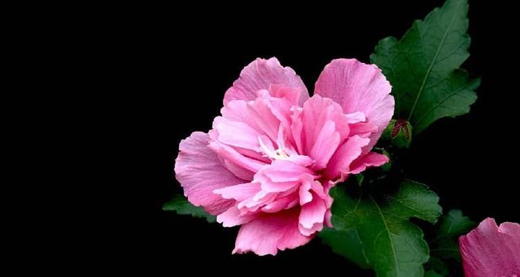木槿花，中国园林中的明珠（了解木槿花的起源、特点及应用）