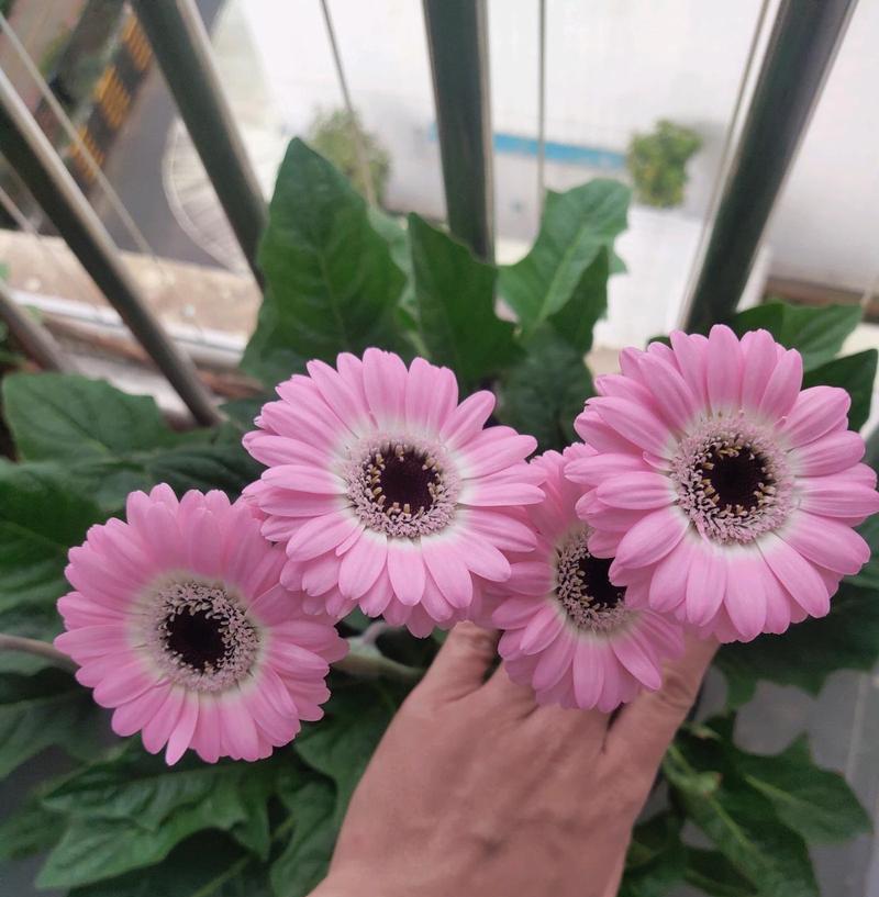 如何培育茂盛的非洲菊（一步一步教你非洲菊的养护方法）