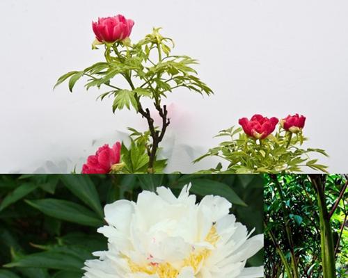 芍药花的寓意与象征意义（探寻芍药花的文化内涵）