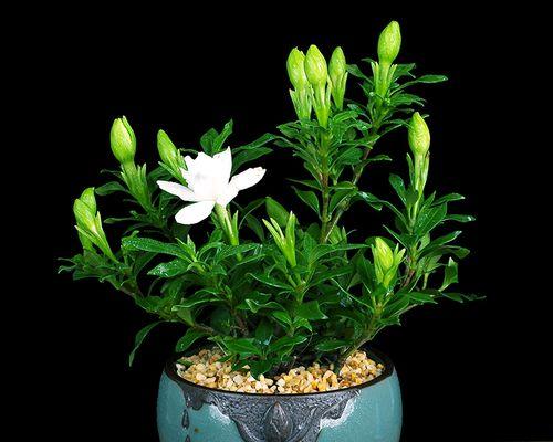 如何正确养护小叶栀子花（小叶栀子花的生长秘诀与注意事项）