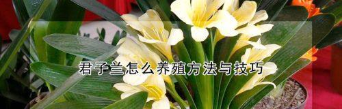 花箭养殖指南（打造美丽空气净化小天地）