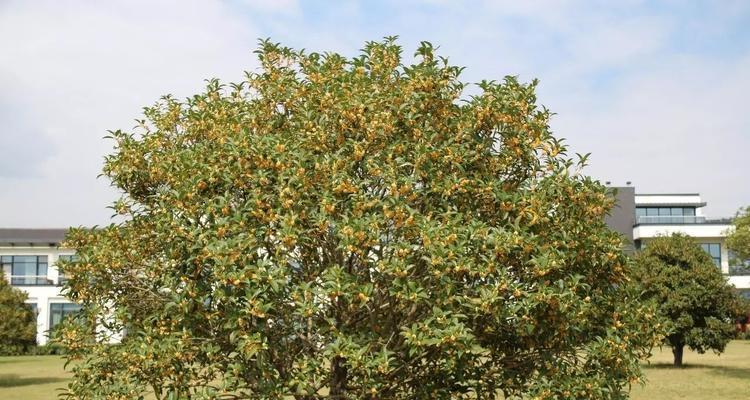 为什么家里不能种桂花树？（探究桂花树对家庭的影响）