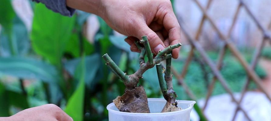夏季水养花注意事项（保持适宜温度、适量施肥、避免水浸根系、定时浇水等）