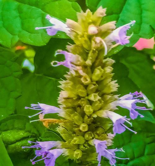 藿香花干枯怎么办（干枯藿香花的救治方法及注意事项）