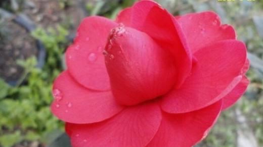 山茶花的来历与特点（探秘山茶花的文化背景和品种特色）