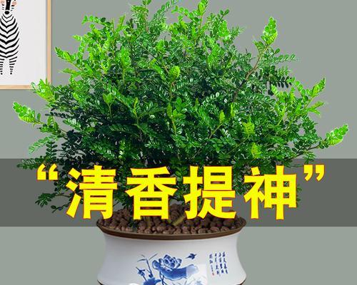 九里香的养护技巧（打造健康生长的九里香植株）