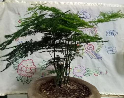 文竹叶子发黄的原因与解决方法（秋季养护技巧，让文竹常青不凋零）