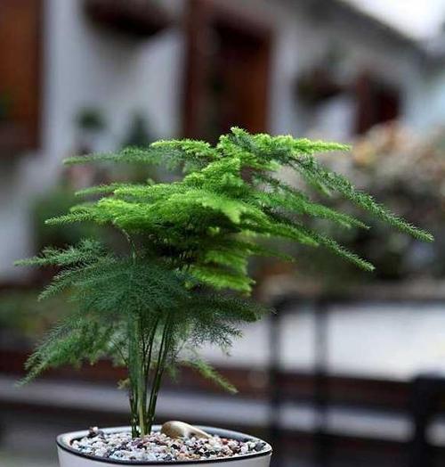 文竹叶子发黄的原因与解决方法（秋季养护技巧，让文竹常青不凋零）