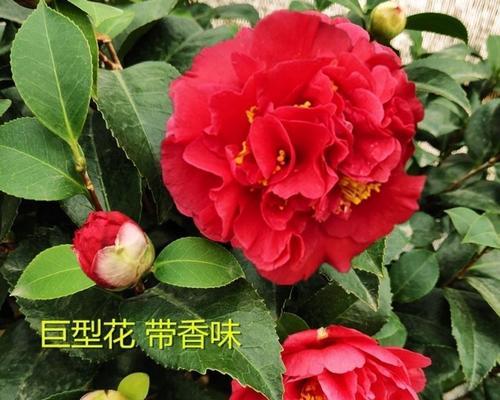 地栽茶花的冬季越冬技巧（保护茶花不受冬季侵害的方法与注意事项）