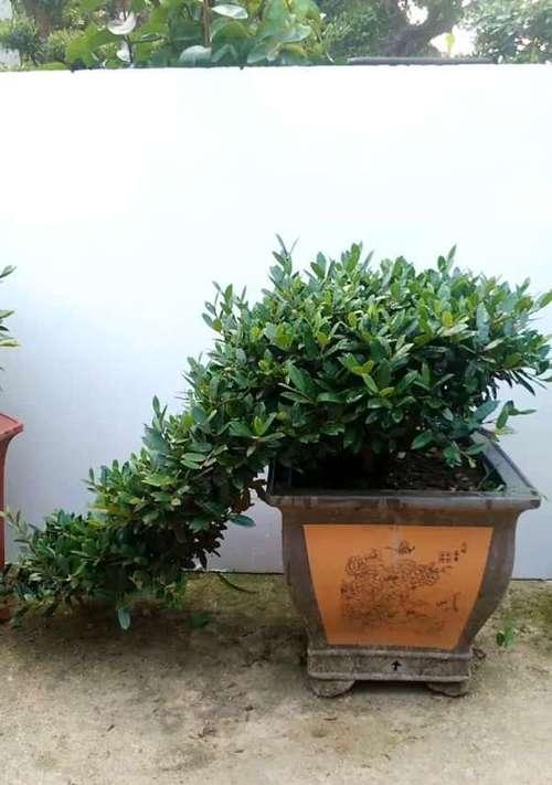 蚊母盆景的栽培管理（打造精美的蚊母盆景，让家居生活更加美好）