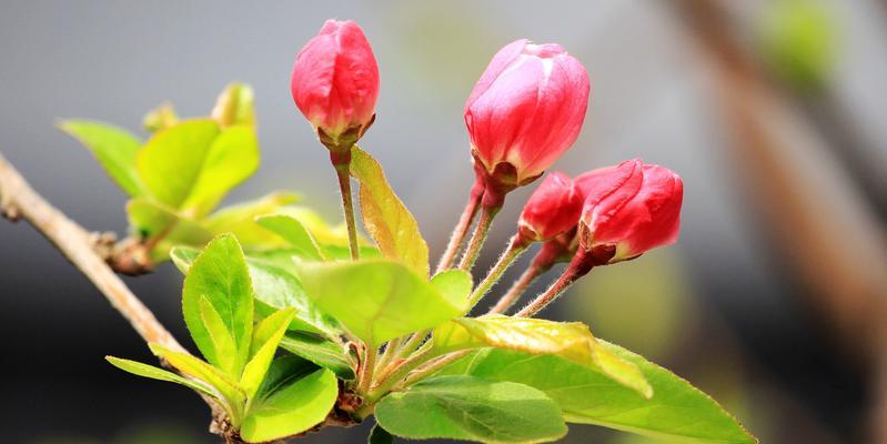 盛开的海棠花（海棠花开放时间及传说）