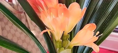 君子兰夹剑的种植与养护（打造美丽家园，从君子兰开始）